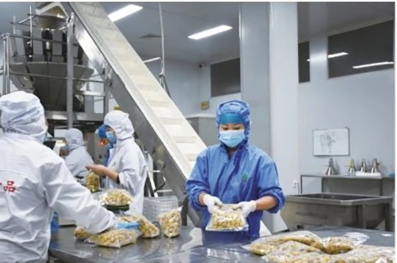 &ldquo;秋果之王&rdquo;已上市，青島歐亞德助力板栗行業(yè)發(fā)展！