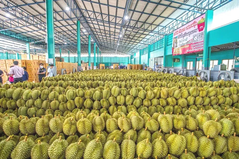 榴蓮翻板式組合秤:為榴蓮果肉行業(yè)發(fā)展注入新動力